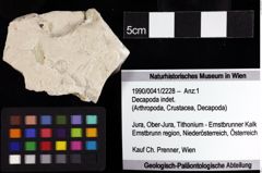 Foto (Objket + Etiketten) von Decapoda indet. 